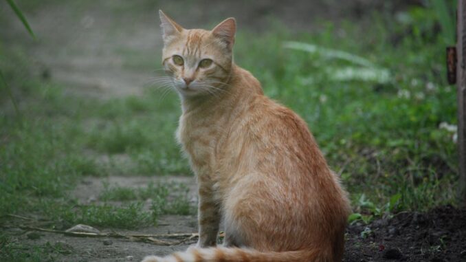 Canlı bahis-featured