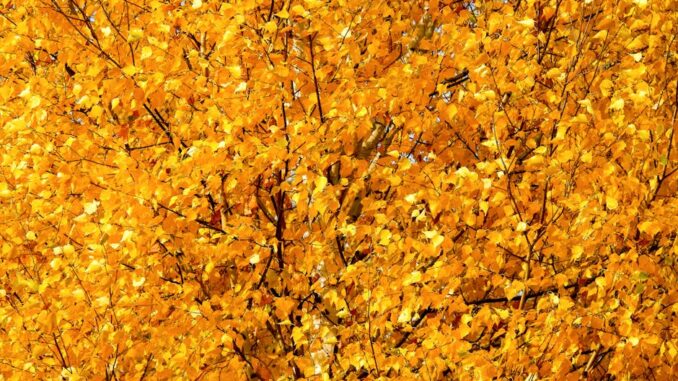 tmp4k8njwdd_pexels-photo-34402233