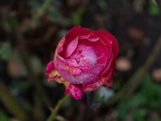 tios canlı bahis-featured