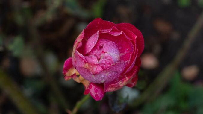 tios canlı bahis-featured