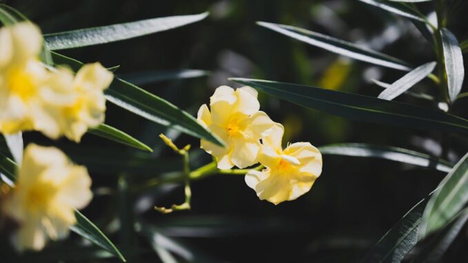 tmpcb_n0jbt_pexels-photo-34403935