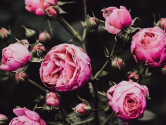 tios canlı bahis-featured