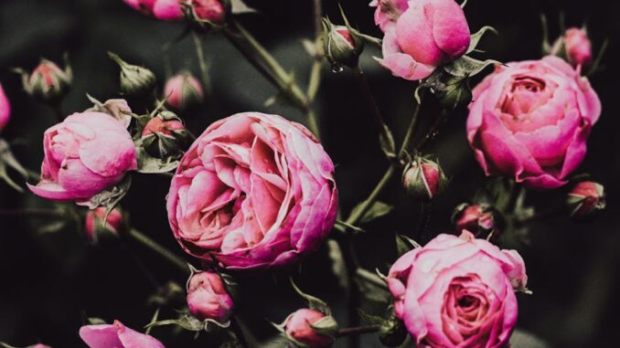 tios canlı bahis-featured