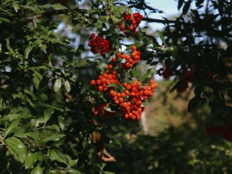 canlı casino-featured