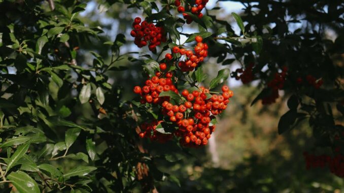 canlı casino-featured