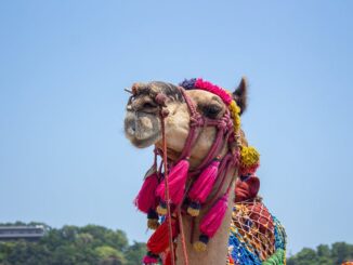 bet siteleri-featured