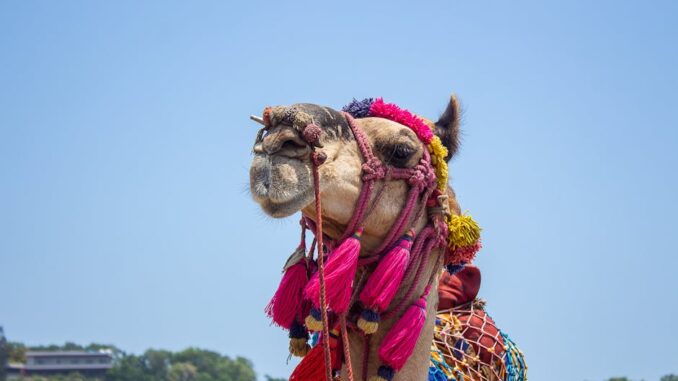 bet siteleri-featured